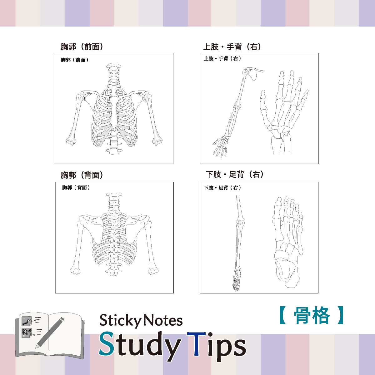 人体付箋 【Sticky Notes Study Tips】 (スタディチップス) 2種セット 人体・骨格