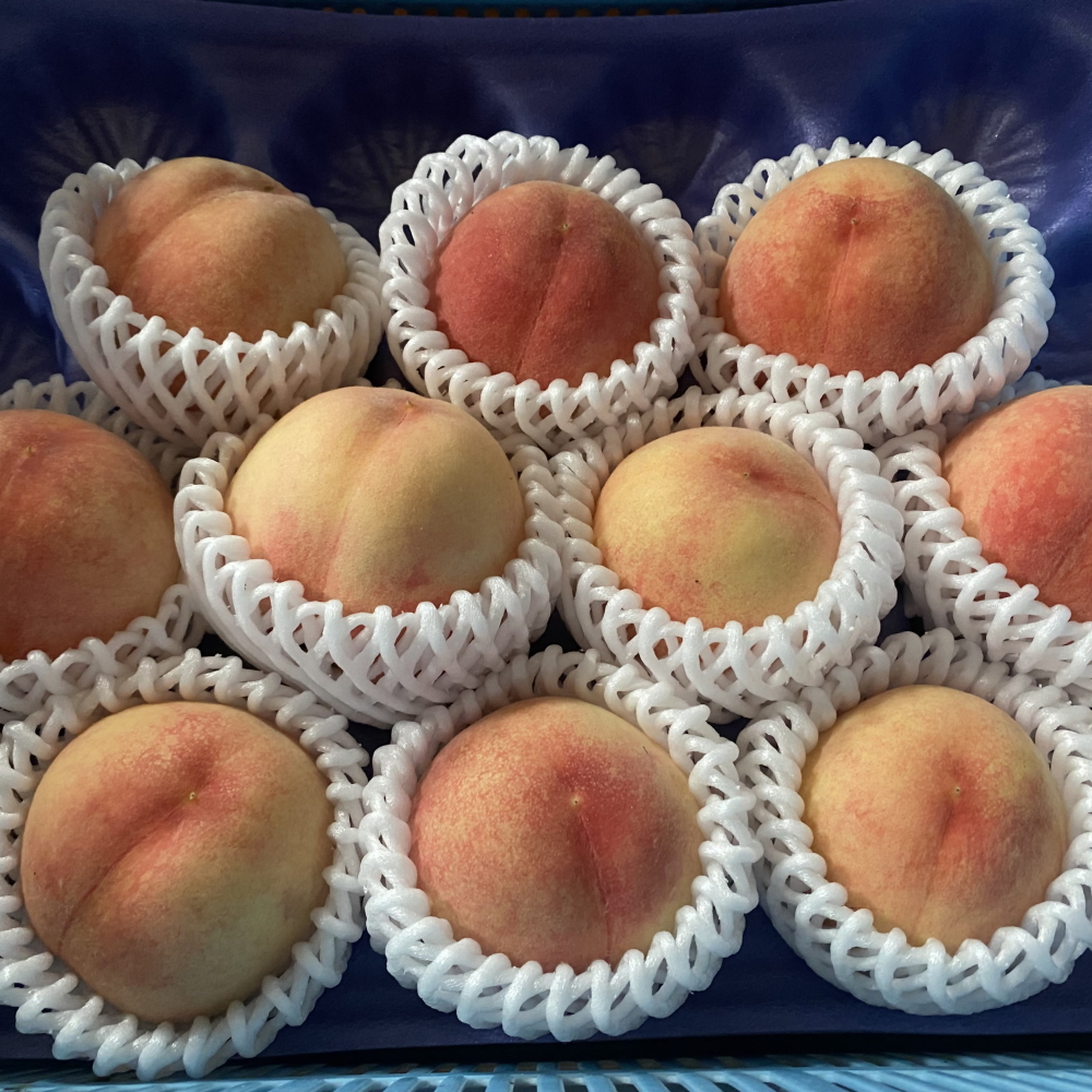 【2026年先行予約】犬山市楽田産 桃（さくひめ）3kg