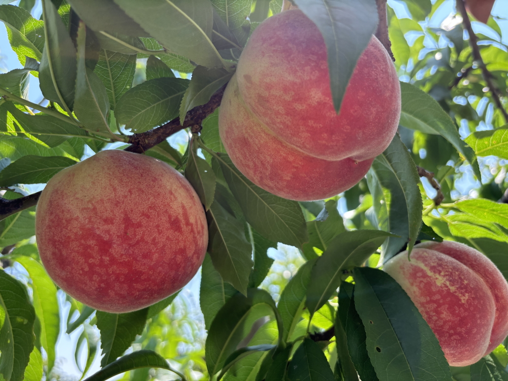 【2026年先行予約】犬山市楽田産 桃（さくひめ）3kg