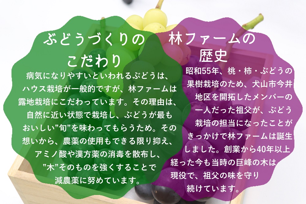 【期間限定・数量限定】犬山産 シャインマスカット＆ナガノパープル2種類詰め合わせ 約2キロ（先行予約）