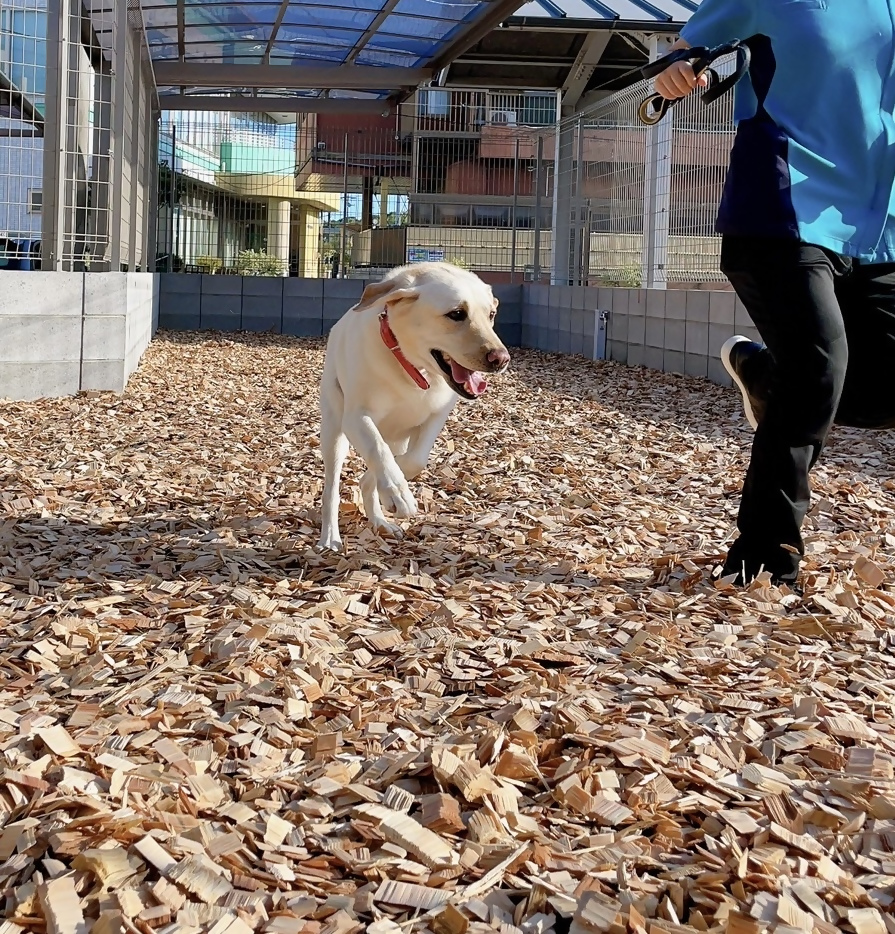 動物病院で保護された犬猫のお世話体験