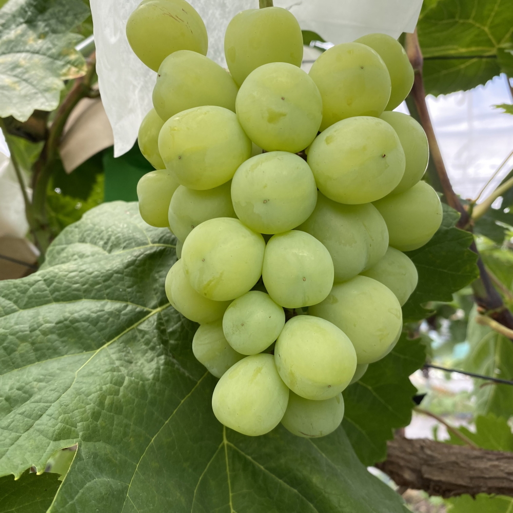 【2026年先行予約】犬山市楽田産 葡萄（シャインマスカット、ナガノパープル）、桃（あかつき）詰め合わせ