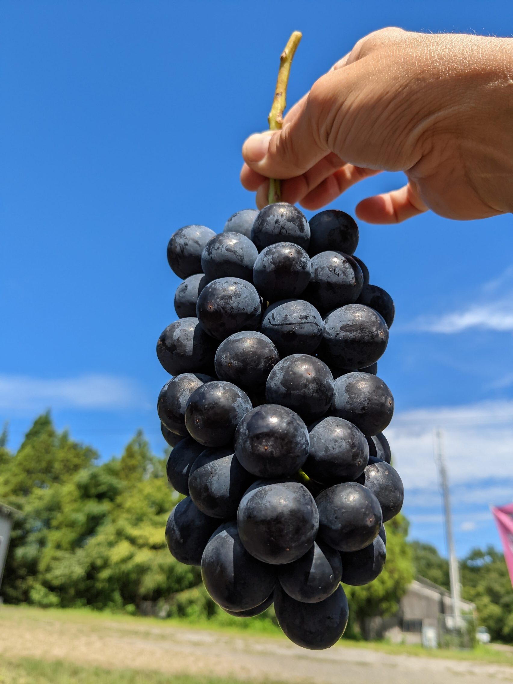 【期間限定・数量限定】林ファーム園主イチオシ！犬山産 極甘 サマーブラック 約2キロ（先行予約） 