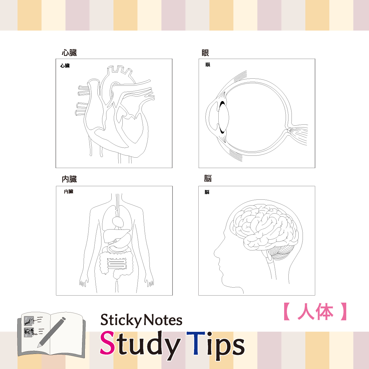 人体付箋 【Sticky Notes Study Tips】 (スタディチップス) 2種セット 人体・骨格