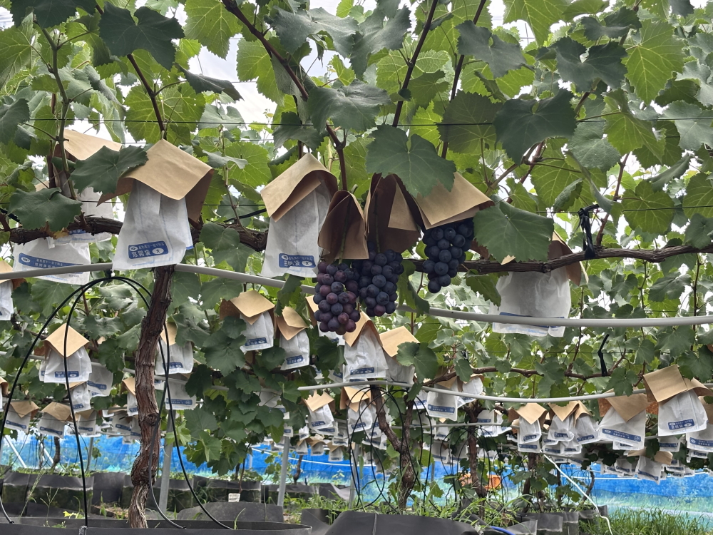 【2026年先行予約】犬山市楽田産 葡萄（シャインマスカット、ナガノパープル）、桃（あかつき）詰め合わせ