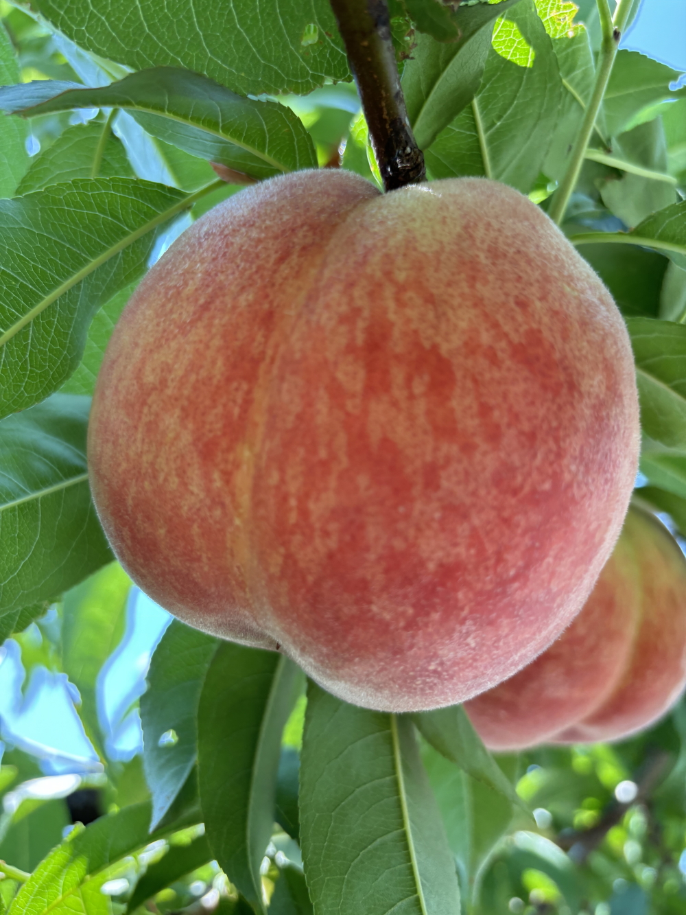 【2026年先行予約】犬山市楽田産 葡萄（シャインマスカット、ナガノパープル）、桃（あかつき）詰め合わせ
