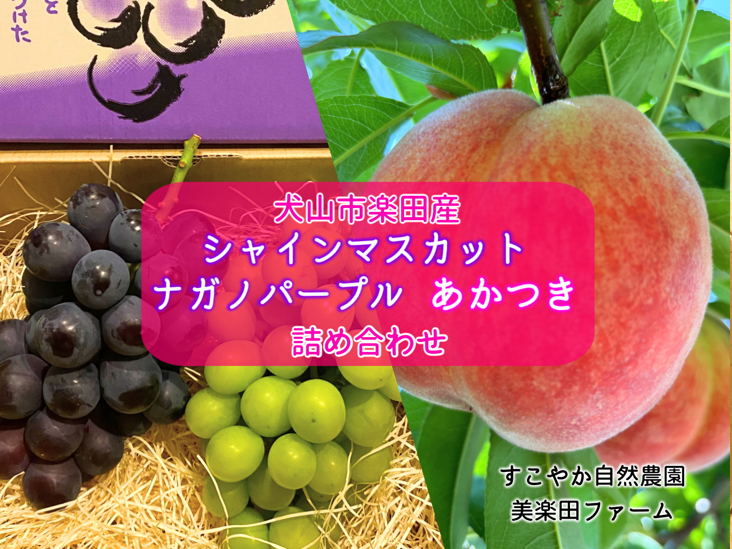 【2026年先行予約】犬山市楽田産 葡萄（シャインマスカット、ナガノパープル）、桃（あかつき）詰め合わせ