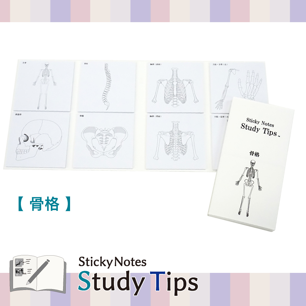 人体付箋 【Sticky Notes Study Tips】 (スタディチップス) 骨格