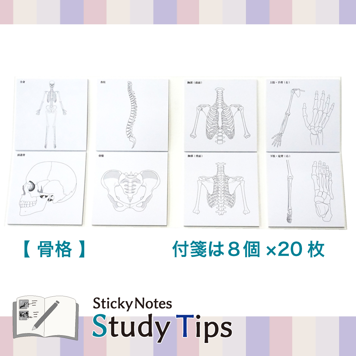 人体付箋 【Sticky Notes Study Tips】 (スタディチップス) 2種セット 人体・骨格