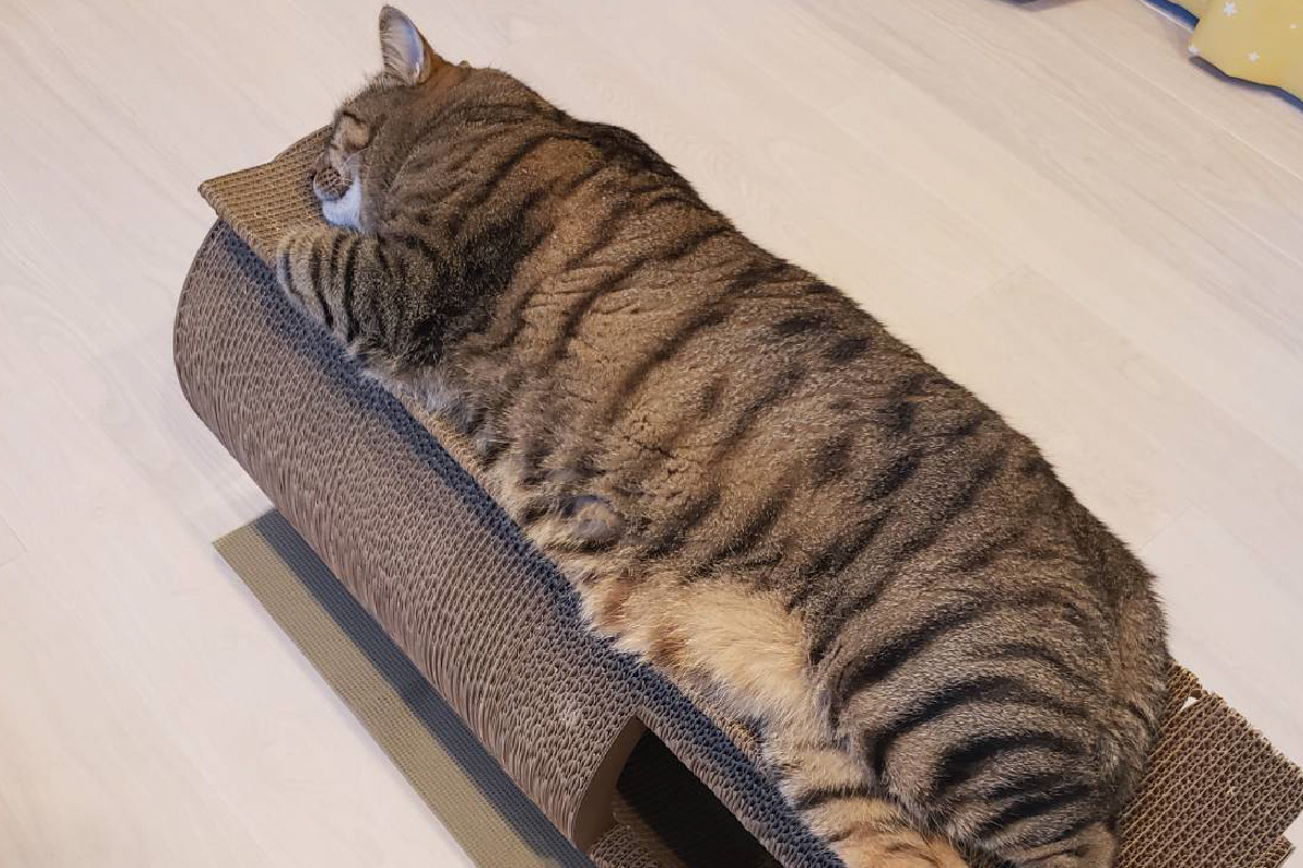 猫の爪とぎ　丸太（ロング・トンネルタイプ）｜猫 ねこ ネコ キャット cat 爪とぎ ダンボール 段ボール 写真映え 丸太 ハウス ロング かわいい 丈夫 日本製 国産 おもちゃ ペット インテリア 愛猫 動物 猫用品 猫用玩具 グッズ 愛猫へプレゼント ペット用品 愛知県 常滑市