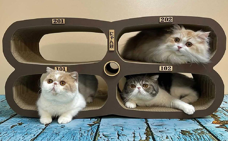 猫の爪とぎ　にゃん莊アパート（部屋番号付）
