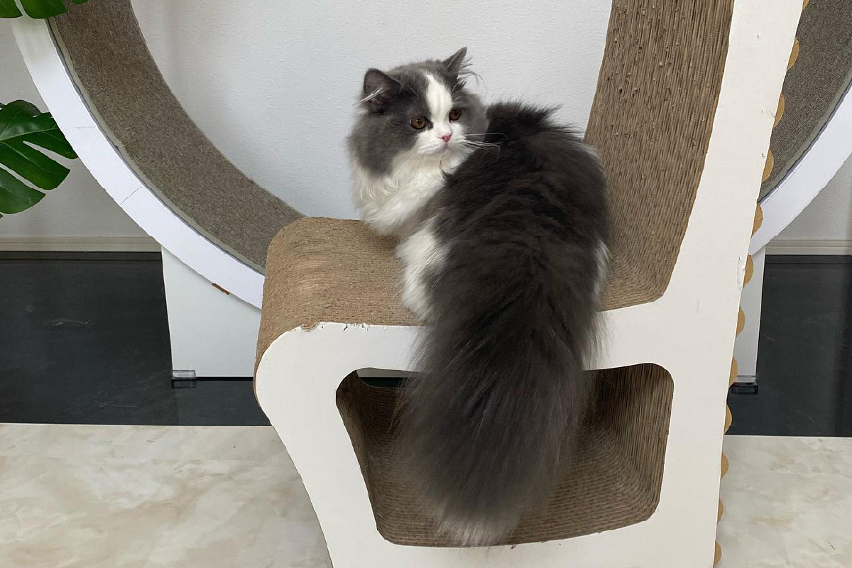 猫の爪とぎ　キャットチェアー（カラー：赤）