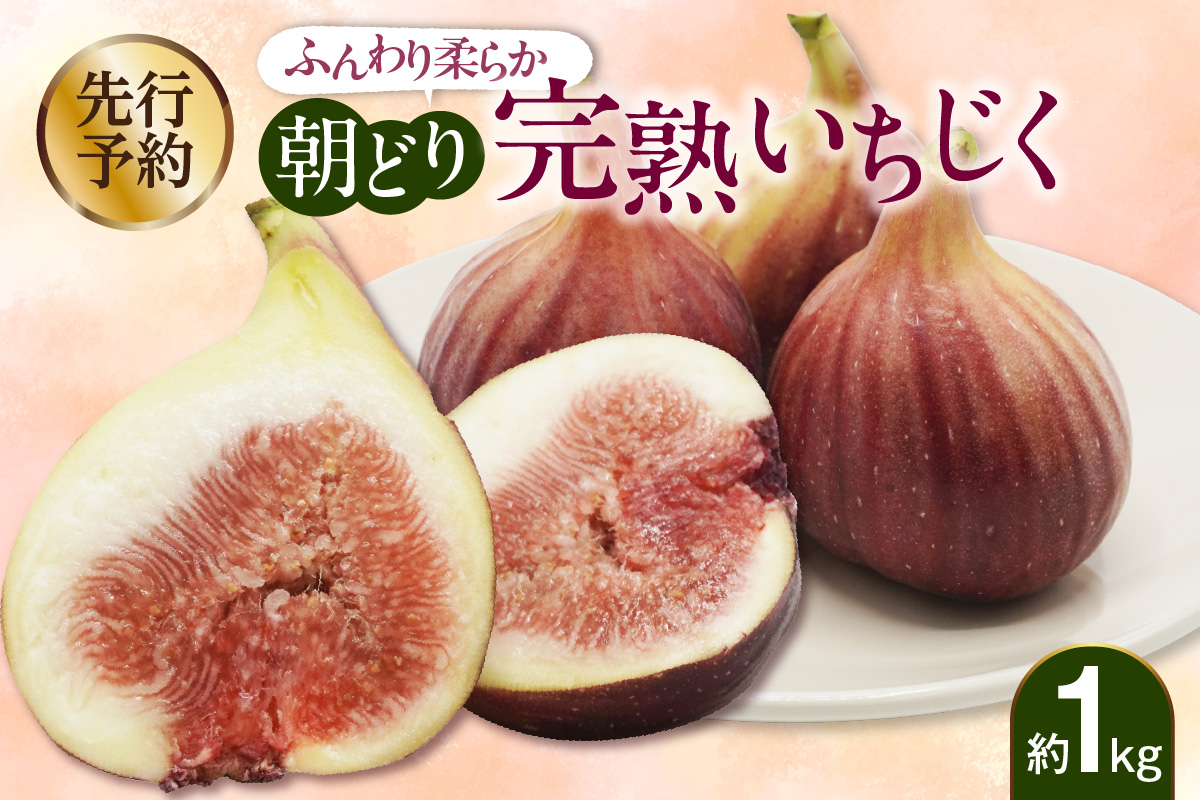 【先行予約】ふんわり柔らか朝どり完熟いちじく｜無花果 イチジク 果物 くだもの フルーツ 果実 朝採り 完熟 新鮮 産地直送 農産物 愛知県 常滑市
