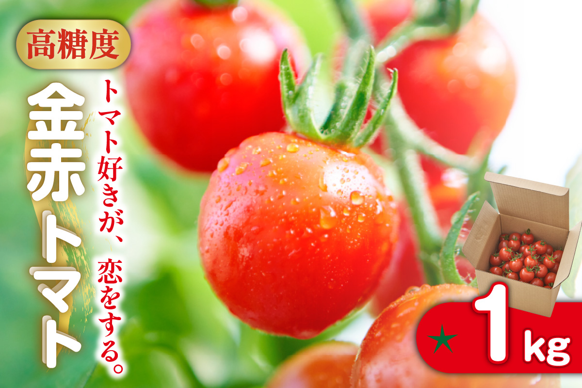 トマト好きが、恋をする。　1kg　金赤トマトミニ 野菜 新鮮野菜 夏野菜 旬野菜 生野菜 ミニトマト プチトマト フルーツ トマト 国産 味が濃い 濃厚 高糖度 甘い ビタミンC リコピン お弁当 サラダ マリネ 前菜 お取り寄せ 特産品 愛知県 常滑市