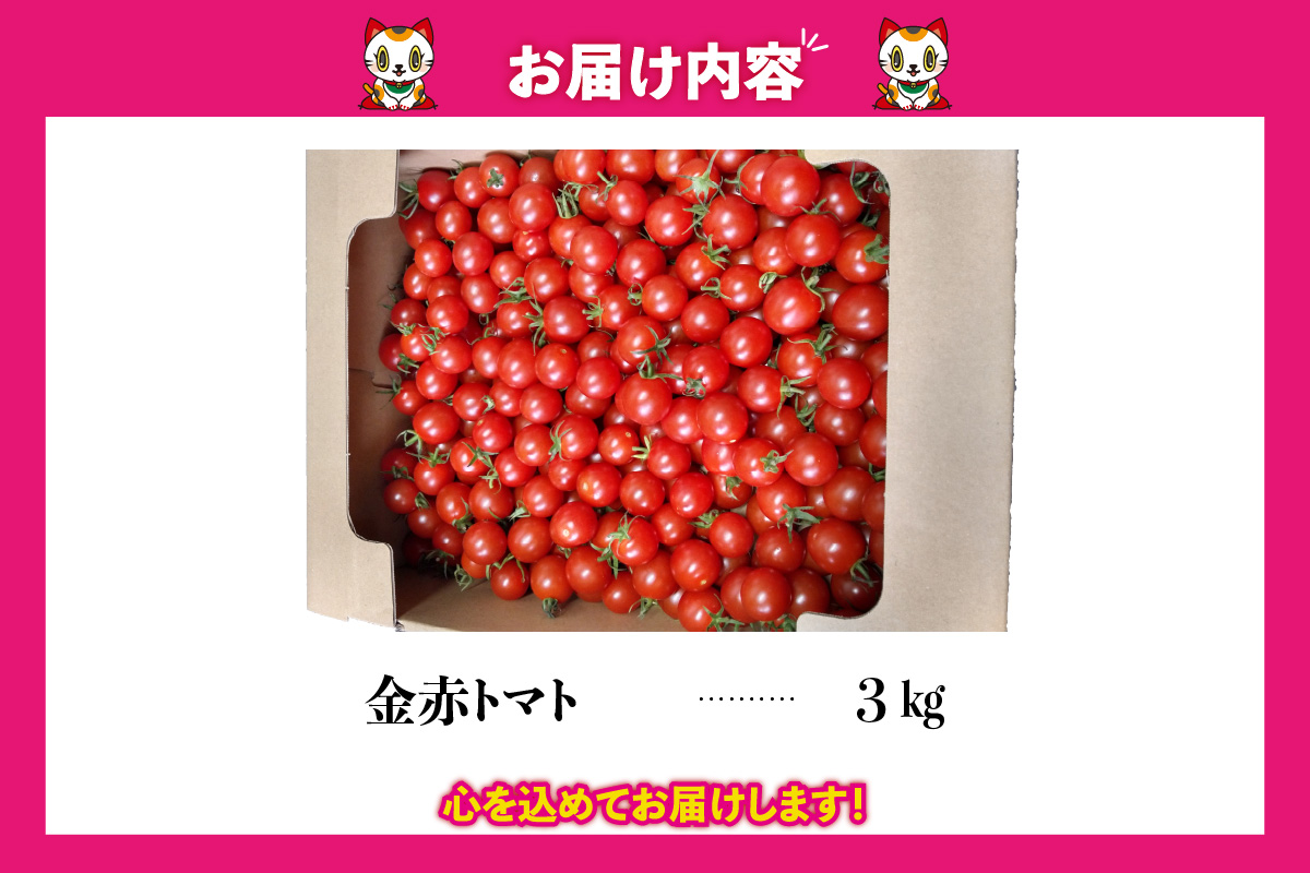 トマト好きが、恋をする。　3kg　金赤トマトミニ 野菜 新鮮野菜 夏野菜 旬野菜 生野菜 ミニトマト プチトマト フルーツ トマト 国産 味が濃い 濃厚 高糖度 甘い ビタミンC リコピン お弁当 サラダ マリネ 前菜 お取り寄せ 特産品 愛知県 常滑市