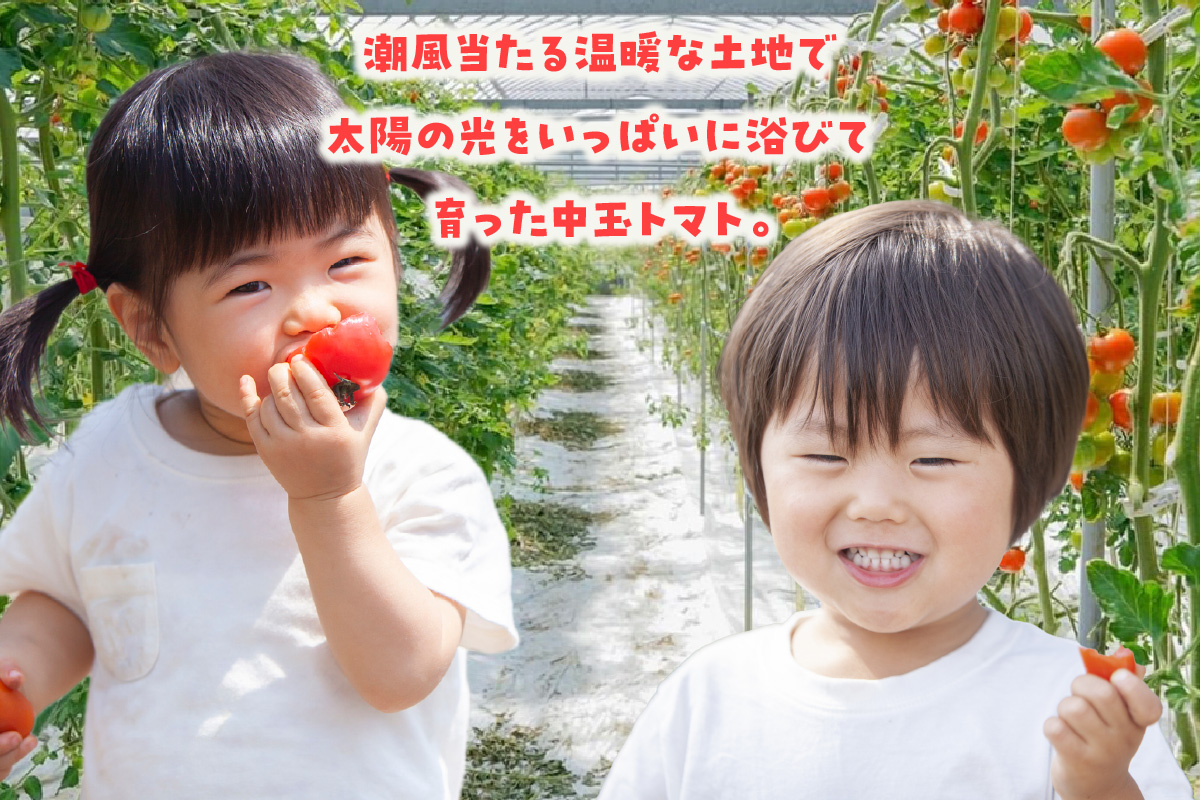 ãå
è¡äºçŽãã2025幎12æé ããé æ¬¡çºéããã«ãŒãããããäžçãã«ãã£ã«1kgãããã蟲å ããã«ãã£ã« éè ããã æ°é®®éè 倪éœã®æµã¿ äžçããããããæç æç¥çç£ ãã«ãŒããšãŸãš çãããã ãåãå¯ã ã°ã«ã¡ åžžæ»åž