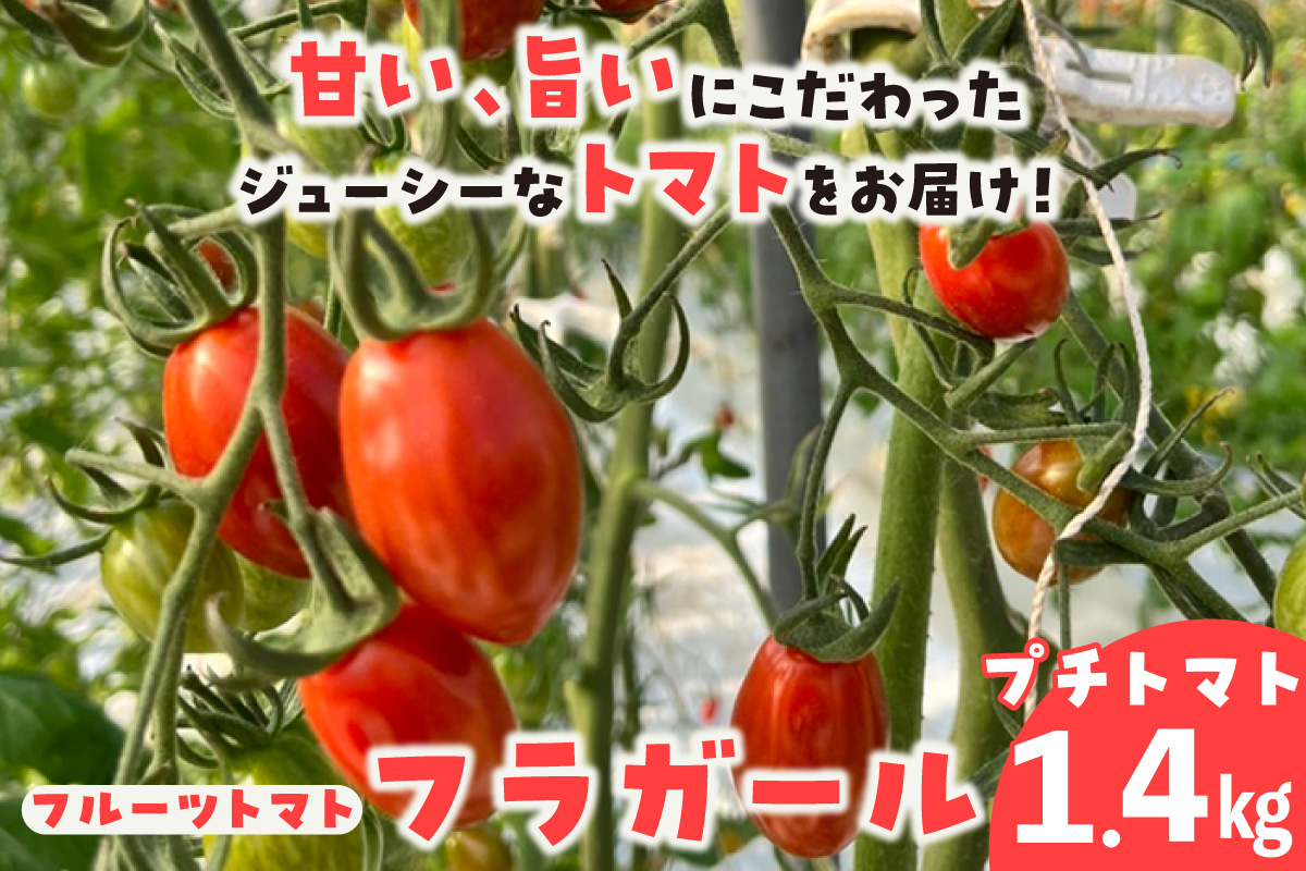 【先行予約】【2027年1月中旬以降発送】フルーツトマト　フラガール1.4kg（へたなし）│よこた農園 フラガール プチトマト 野菜 トマト 新鮮野菜 太陽の恵み トマト料理 愛知県産 フルーツとまと 甘いトマト お取り寄せ グルメ 常滑市 へたなし