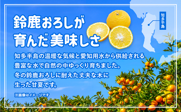 【訳あり】常滑ハッピー甘夏