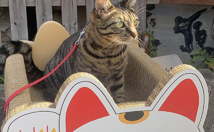 猫の爪とぎベッド　とこにゃん（大）