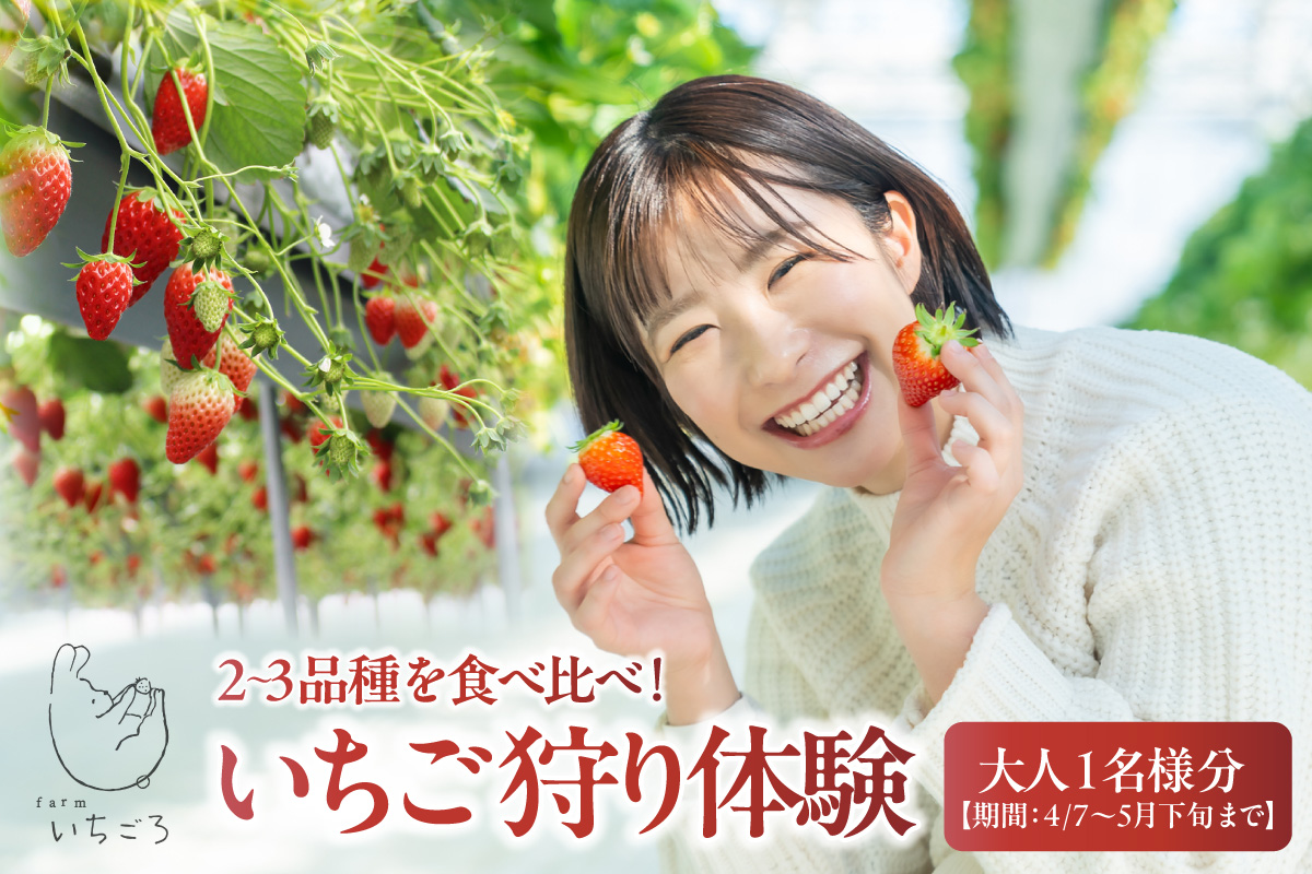 2～3品種の苺を食べ比べ！いちご狩り体験【4月7日～5月下旬まで】大人1名分　いちご 苺 イチゴ ストロベリー いちご狩り 苺狩り レジャー お出かけ 体験 春休み 旅行 家族 いちごろ farmいちごろ 愛知県 常滑市