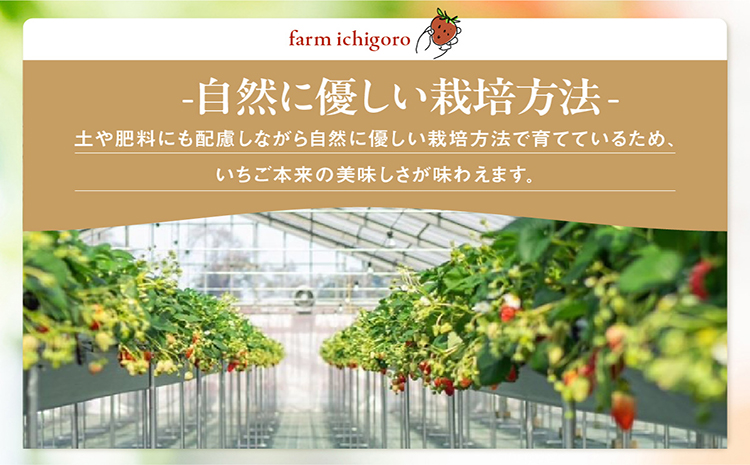 2～3品種の苺を食べ比べ！いちご狩り体験【4月7日～5月11日まで】大人1名分