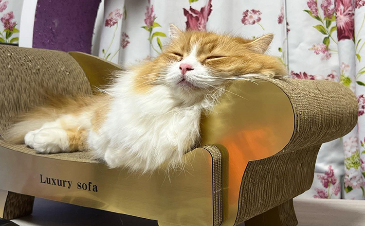 ç«ã®çªãšãããŽãŒã«ãã©ã°ãžã¥ã¢ãªãŒãœãã¡