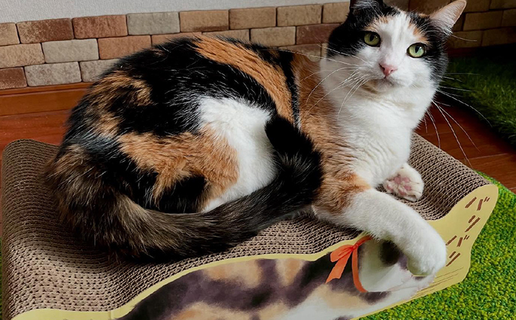 猫の爪とぎ　バリバリ猫ちゃん（サビ猫）