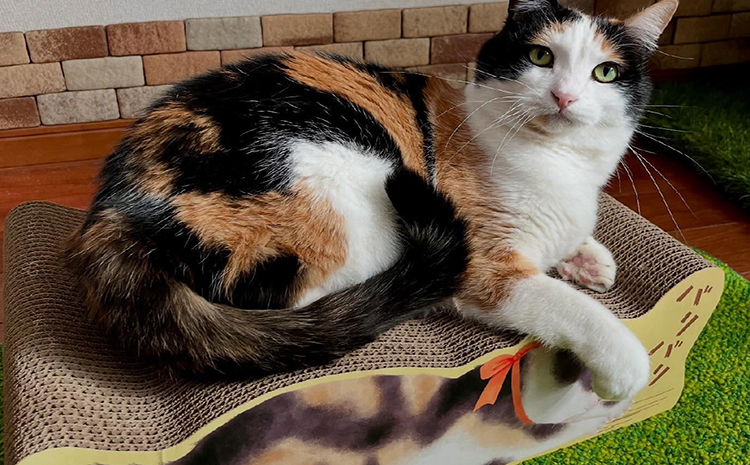 猫の爪とぎ　バリバリ猫ちゃん　4個セット