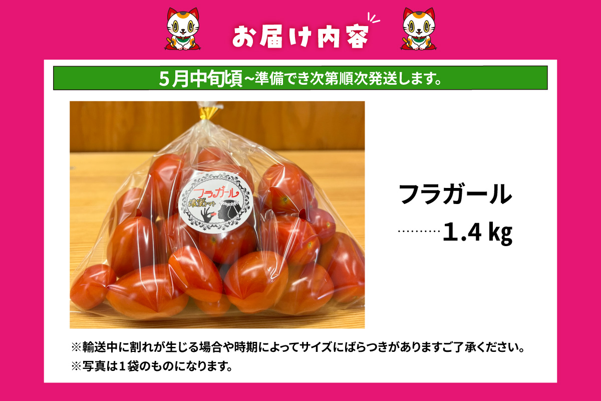 【先行予約】【5月中旬以降発送】フルーツトマト　フラガール1.4kg（へたなし）│よこた農園　フラガール プチトマト 野菜 トマト 新鮮野菜 太陽の恵み トマト料理 愛知県産 フルーツとまと 甘いトマト お取り寄せ グルメ 常滑市 へたなし