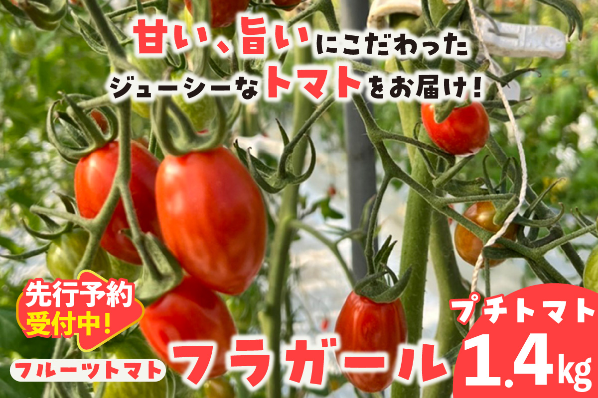 【先行予約】【5月中旬以降発送】フルーツトマト　フラガール1.4kg（へたなし）│よこた農園　フラガール プチトマト 野菜 トマト 新鮮野菜 太陽の恵み トマト料理 愛知県産 フルーツとまと 甘いトマト お取り寄せ グルメ 常滑市 へたなし