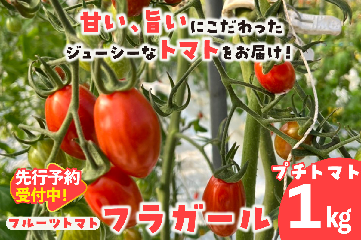 【先行予約】【5月中旬以降発送】フルーツトマト　フラガール1kg（へたなし）│よこた農園　フラガール プチトマト 野菜 トマト 新鮮野菜 太陽の恵み トマト料理 愛知県産 フルーツとまと 甘いトマト お取り寄せ グルメ 常滑市 へたなし