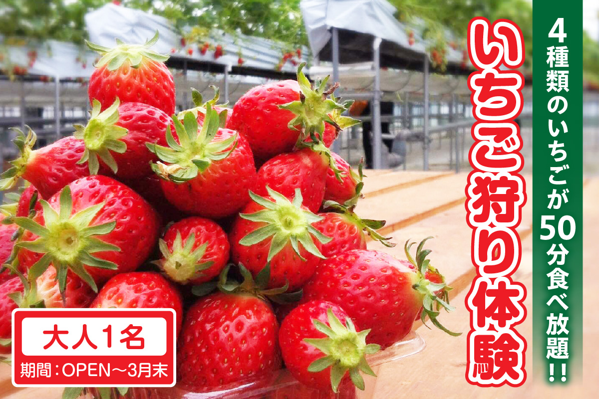 4種類のいちごが50分食べ放題！！いちご狩り体験（OPEN～3月末）【大人1名】 苺 いちご狩り 苺狩り 体験 あきひめ 紅ほっぺ ゆめのか よつぼし トッピング 持込可能 練乳 クレープ 子連れ 観光 常滑市 ふるさと納税
