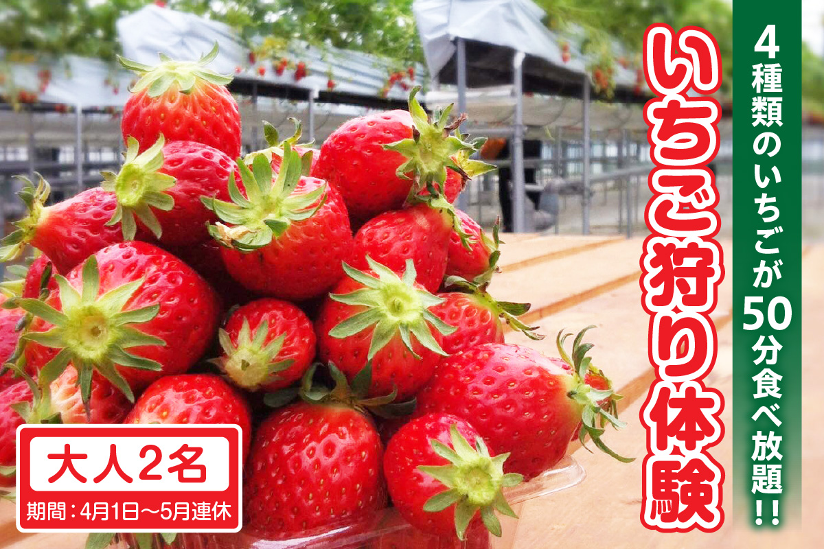 4種類のいちごが50分食べ放題！！いちご狩り体験（4月1日～5月連休）【大人2名】大人1名 苺 いちご狩り 苺狩り 体験 あきひめ 紅ほっぺ ゆめのか よつぼし トッピング 持込可能 練乳 クレープ 子連れ 観光 常滑市 ふるさと納税