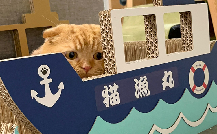 猫の爪とぎ　漁船