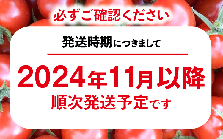 トマト好きが、恋をする。　1kg　金赤トマトミニ