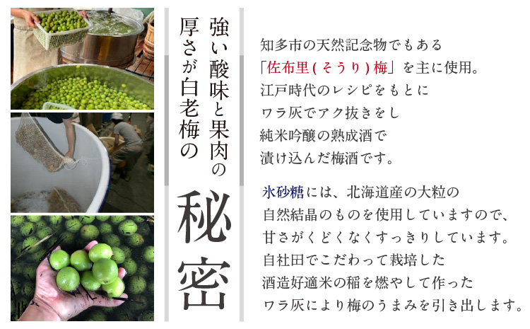 知多の梅酒 『純米吟醸仕込みの梅酒 白老梅(500ml)』