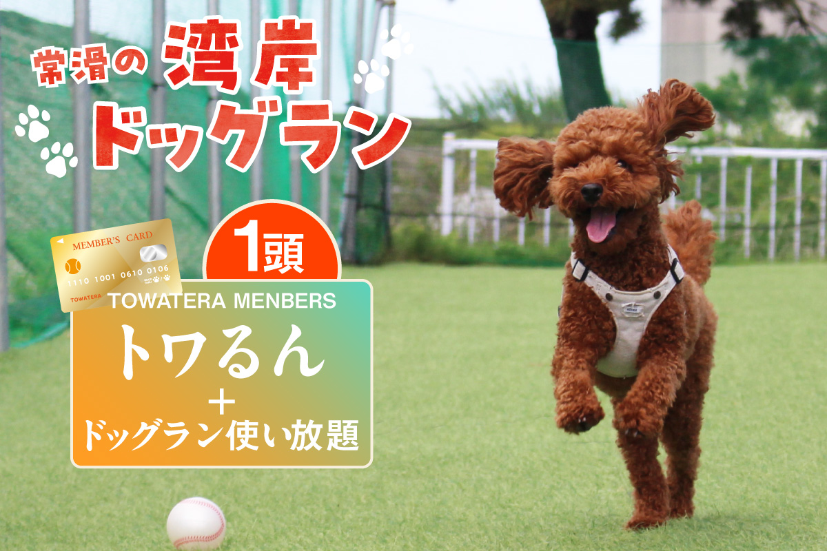 [TOWATERAメンバーズ]ドッグラン、ペットホテルなどをお得に利用できる「トワるん」会員入会+ドッグラン使い放題[1頭]|犬 ペット おでかけ 知多半島 伊勢湾 オーシャンビュー 海沿い 観光 体験チケット プール トリミング イベント ペットホテル 犬用ホテル カフェ ペット同伴 犬連れ ドッグラン 愛犬 大型犬 中型犬 小型犬 dog 利用券 体験券 広い 屋内 屋外 雨の日 会員権 愛知県 常滑市