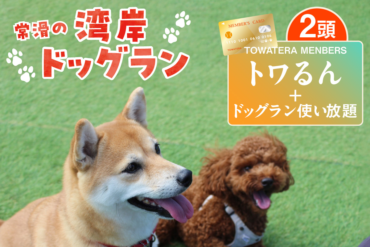 【TOWATERAメンバーズ】ドッグラン、ペットホテルなどをお得に利用できる「トワるん」会員入会＋ドッグラン使い放題【2頭】｜犬 ペット おでかけ 知多半島 伊勢湾 オーシャンビュー 海沿い 観光 体験チケット プール トリミング イベント ペットホテル 犬用ホテル カフェ ペット同伴 犬連れ ドッグラン 愛犬 大型犬 中型犬 小型犬 dog 利用券 体験券 広い 屋内 屋外 雨の日 会員権 愛知県 常滑市