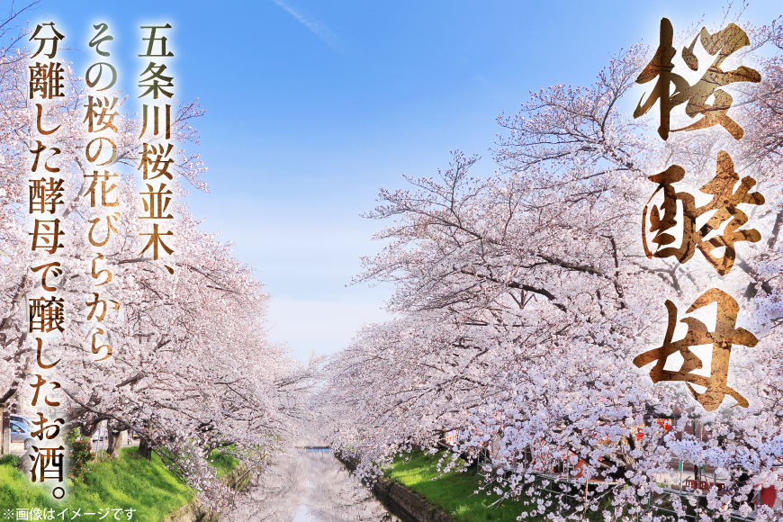 酒 勲碧 純米吟醸 桜酵母 五条川桜 720ml 1本 [勲碧酒造 愛知県 江南市 ko23btu470003] 純米吟醸酒 お酒 日本酒 晩酌