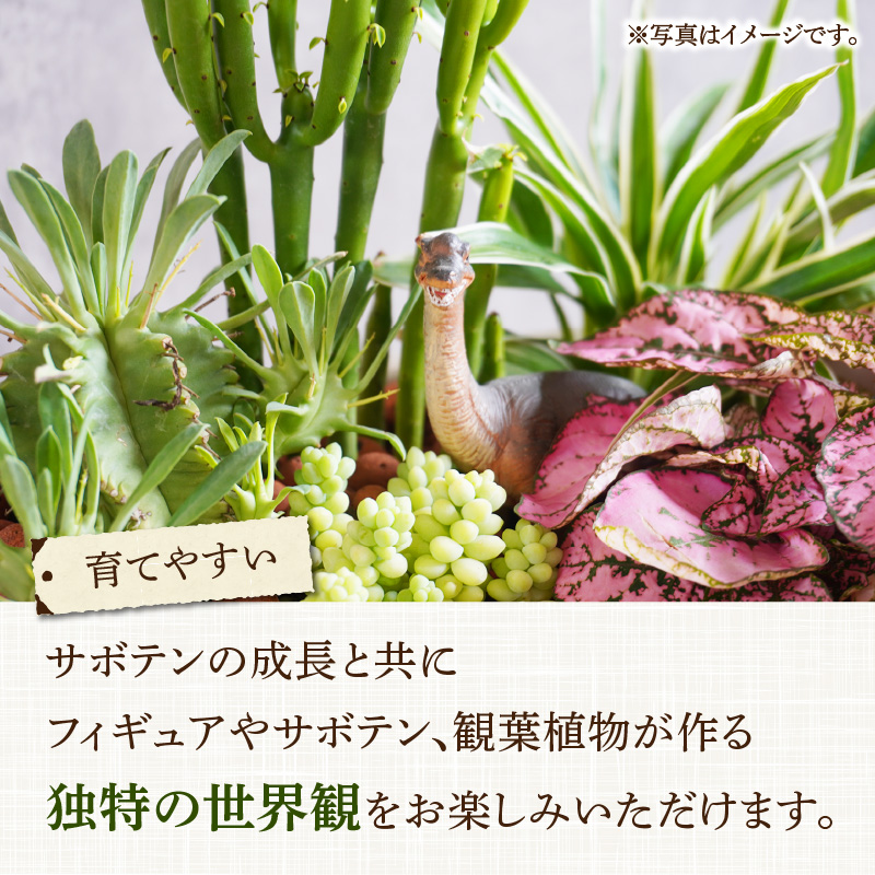 サボテンと観葉植物のオリジナル寄せ植え【恐竜セット】