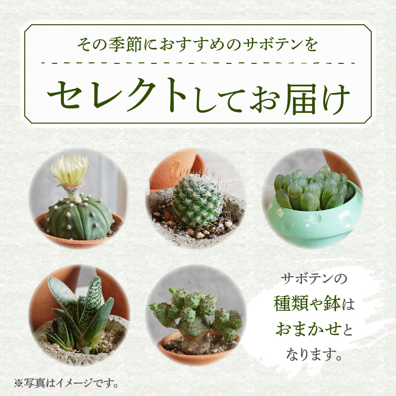 繝溘ル 繧オ繝懊ユ繝ウ 繧サ繝繝茨シ3遞ョシ