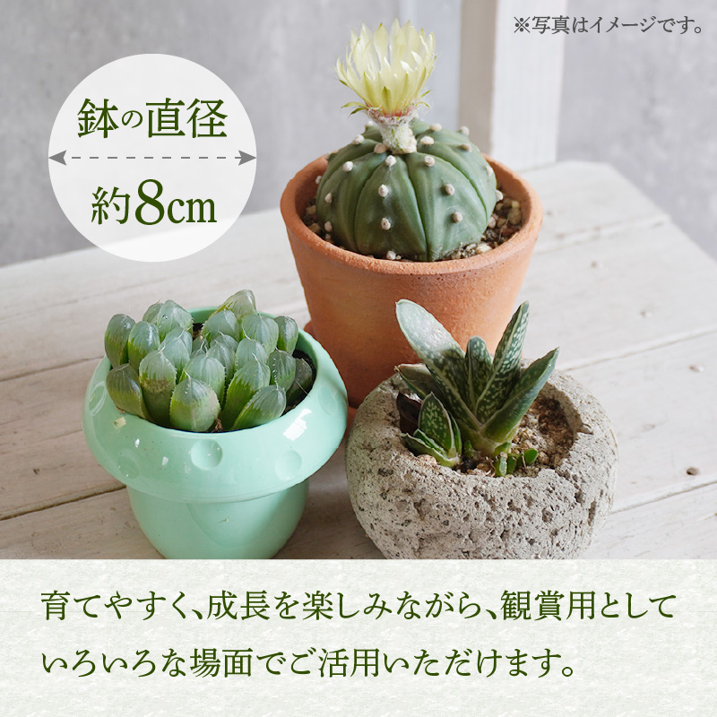 繝溘ル 繧オ繝懊ユ繝ウ 繧サ繝繝茨シ3遞ョシ