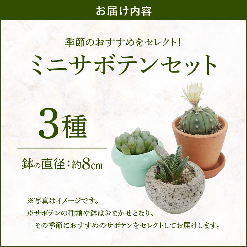 繝溘ル 繧オ繝懊ユ繝ウ 繧サ繝繝茨シ3遞ョシ