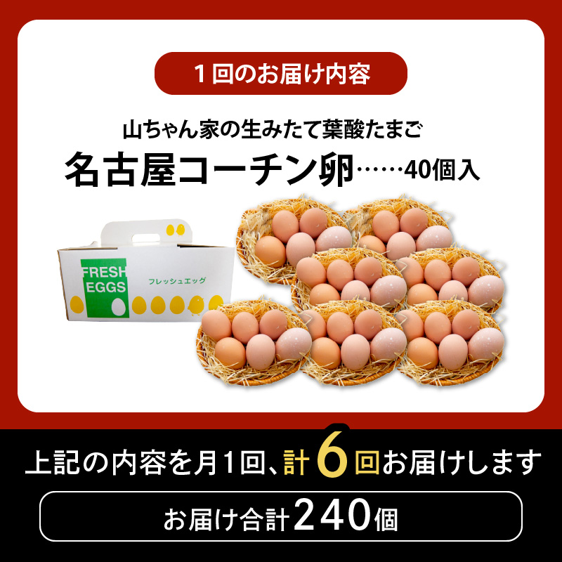 【6ヶ月定期便】【山ちゃん家の生みたて葉酸たまご】名古屋コーチン卵（40個入り）