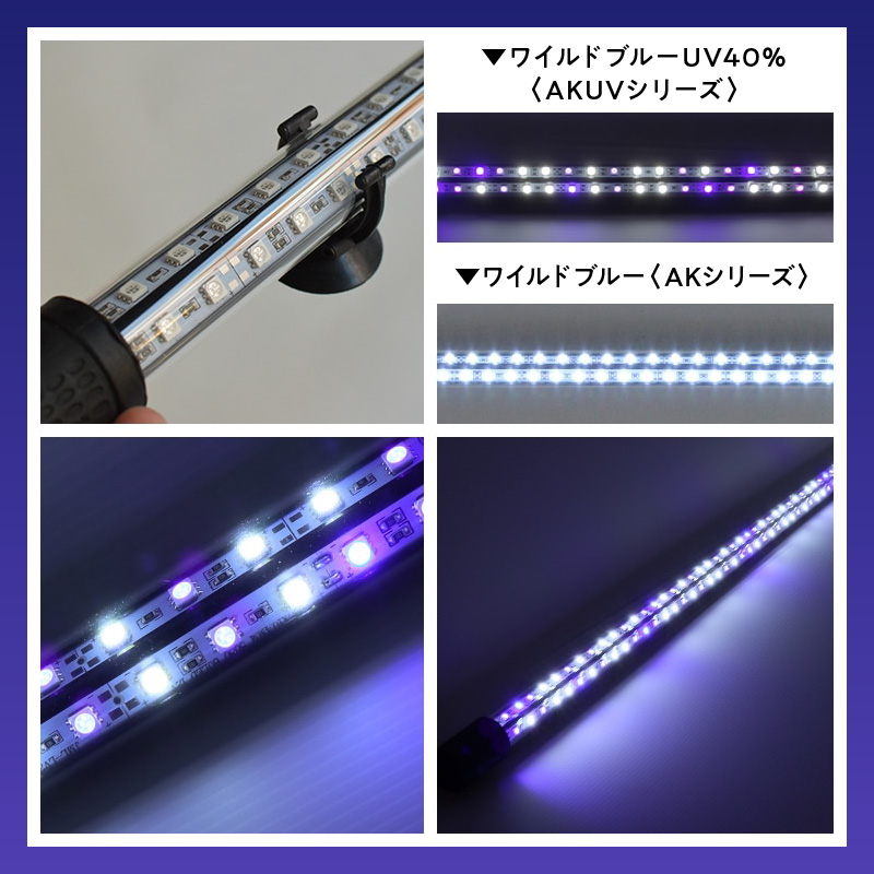 スリム&高耐久!金龍を美しく、UV-Aチップ配合の水中LED|AK-120UV-EX 藍底 金龍 ワイルドブルー 照射 水中 アロワナ UVチップ 水槽ライト テンニングライト LED ライト 照明 水中照明 光 綺麗 強化ガラス 1年保証 簡単 防水 吸盤 設置 でんらい インテリア 雑貨 愛知県 小牧市 送料無料