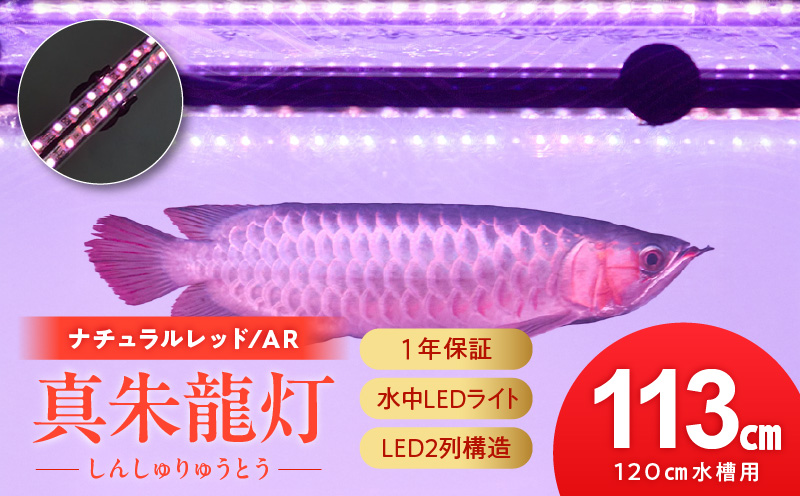 変化を体感!水を赤くせず、紅龍だけ美しく魅せる水中LEDライト|AR120-EX 紅龍 ナチュラルレッド 赤 水中 アロワナ 水槽ライト テンニングライト LED ライト 照明 水中照明 光 綺麗 強化ガラス 吸盤 1年保証 簡単 設置 でんらい インテリア 雑貨 愛知県 小牧市 送料無料