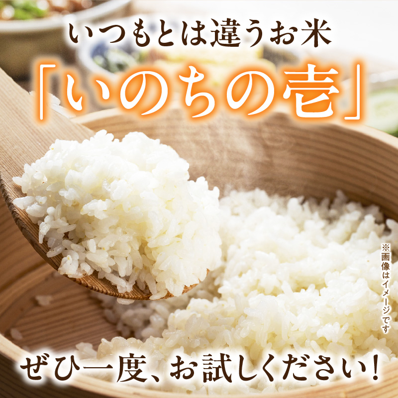 【R8年産新米 先行受付】特別栽培米「いのちの壱」（5kg）＜農家直送＞ 希少米 5kg 米 新米 精米 白米 ご飯 国産 産地直送 甘い 粘り強い もちもち お取り寄せ こだわり米 愛知県 小牧市 送料無料