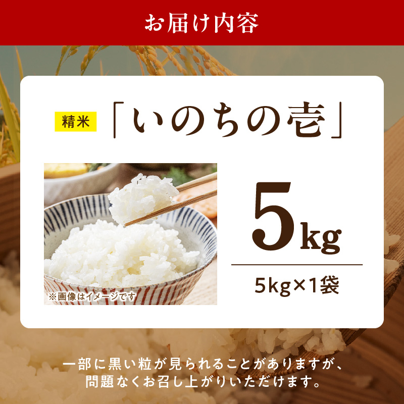 R7年産　「いのちの壱」（5kg）＜農家直送＞ 希少米 5kg 米 精米 白米 ご飯 国産 産地直送 甘い 粘り強い もちもち お取り寄せ こだわり米 愛知県 小牧市 送料無料