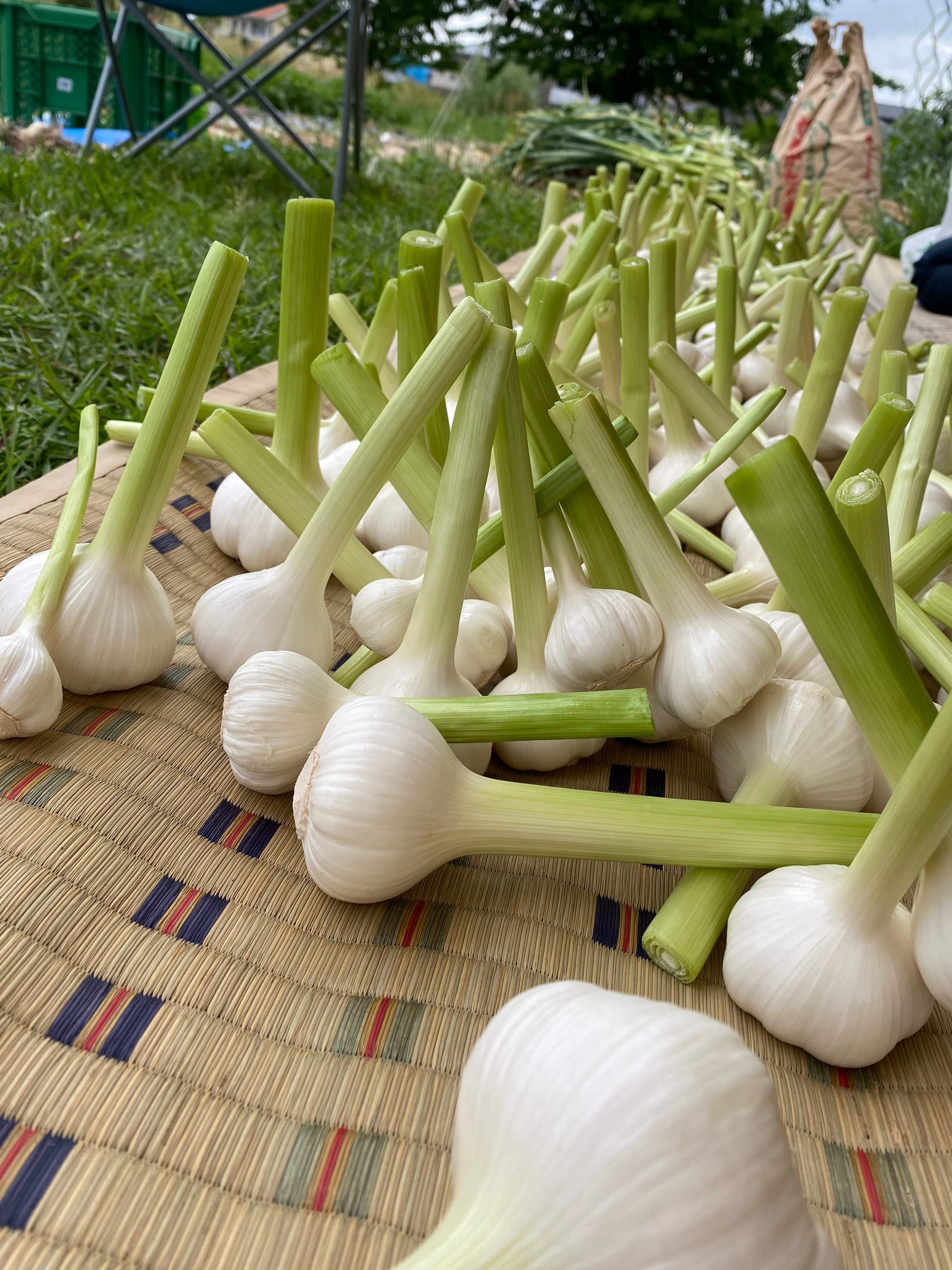 ネオコスモ農園で採れた小牧の野菜詰め合わせ