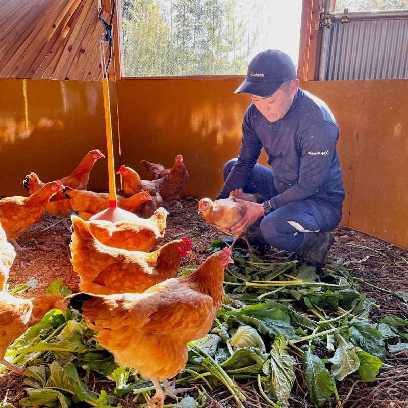 【医師監修】野菜を食べて育った平飼いの卵「名古屋コーチン ベジたま」（30個入り）